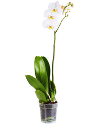 White Phalaenopsis orchid in a pot