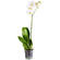 White Phalaenopsis orchid in a pot. Angola